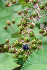 First ripe blackberry of the season, with many green blackberries, growing on a wild plant
