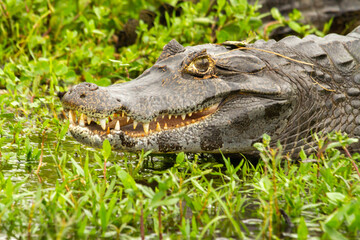 Close-up of the head of a Yacare caiman in the IBERA wetlands, Argentina