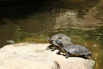 Obraz premium カメの甲羅干し