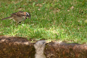 sparrow on the grass