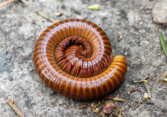 Closeup of red millipede curled to round. A orange Giant Millipede on ground, close up.