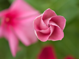 close up of pink petals of periwinkle madagascar flower in garden with bright blurred background ,macro image ,sweet color for card design ,soft focus