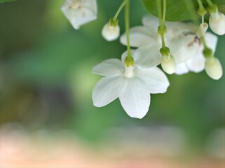 Closeup white petals of water jasmine flowers plants in garden with blurred background ,macro image ,soft focus ,sweet color for card design