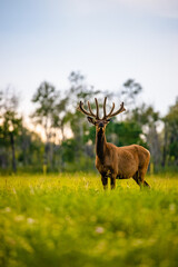 Naklejka na ściany i meble elk in a field