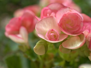 Closeup petals pink of begonia flower plants in garden with blurred background ,macro image ,soft focus , sweet color for card design