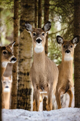 deer in the woods