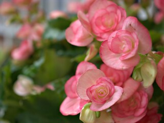 Closeup petals pink of begonia flower plants in garden with blurred background ,macro image ,soft focus , sweet color for card design
