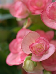 Closeup petals pink of begonia flower plants in garden with blurred background ,macro image ,soft focus , sweet color for card design