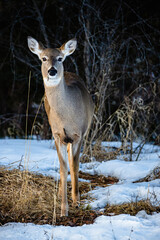 whitetail deer