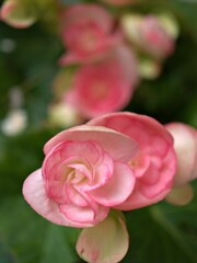 Closeup petals pink of begonia flower plants in garden with blurred background ,macro image ,soft focus , sweet color for card design