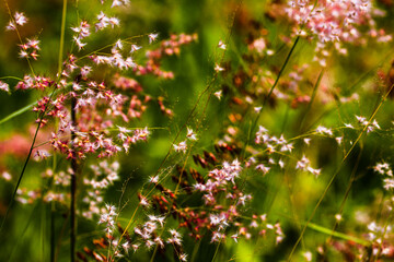 Melinis repens known as Natal Red flower grass, beautiful movement under the wind in vibrant light, countryside meadow.