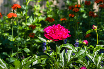 Red  peones flowers  in dwelling house garden with maltese cross and lavanda flowers on background