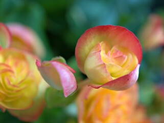 Closeup petals orange yellow of begonia flower plants in garden with blurred background ,macro image ,soft focus , sweet color for card design