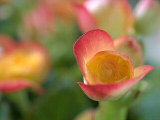 Closeup petals orange yellow of begonia flower plants in garden with blurred background ,macro image ,soft focus , sweet color for card design