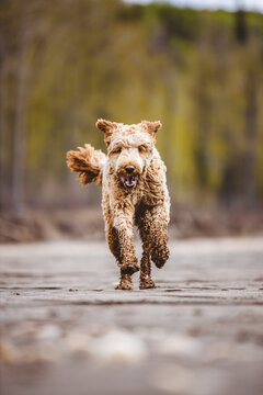 dog on the beach
