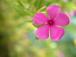 close up of pink petals of periwinkle madagascar flower in garden with water drops and bright blurred background ,macro image ,sweet color for card design ,soft focus