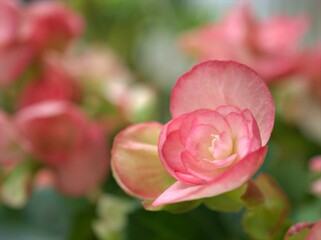Closeup petals pink of begonia flower plants in garden with blurred background ,macro image ,soft...