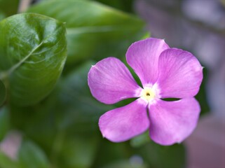 close up of purple violet petals of periwinkle madagascar flower in garden with bright blurred background ,macro image ,sweet color for card design ,soft focus