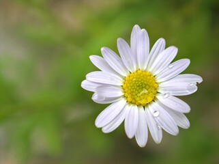 Obraz premium Closeup white petals of common daisy flower plants in garden with water drops and blurred background ,macro image , sweet color for card design