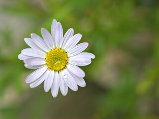 Closeup white petals of common daisy flower plants in garden with bright green blurred background ,macro image ,soft focus ,sweet color for card design