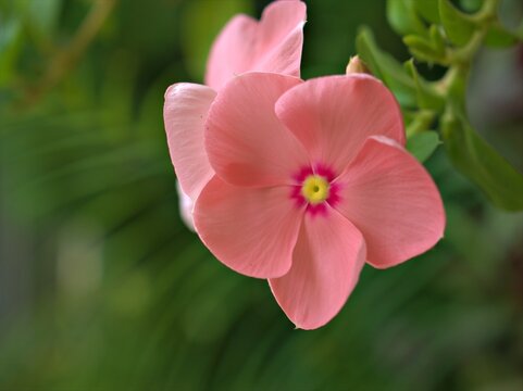 close up of pink petals of periwinkle madagascar flower in garden with bright blurred background ,macro image ,sweet color for card design ,soft focus