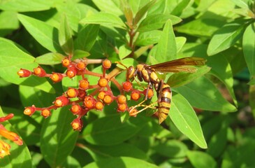 Tropical wasp on hamelia plant in Florida zoological garden, closeup