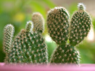 Closeup green Bunny ears cactus, Opuntia microdasys desert plants with blurred background ,macro image ,soft focus ,for card design