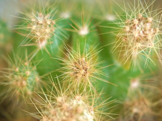 Closeup green cactus ,succulent plant (desert ),(Golden barrel) with soft focus and blurred ,macro image for card design