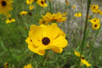Yellow coreopsis flowers on the meadow in Florida nature, closeup