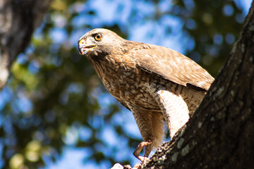 Falcon On the Tree