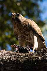 Falcon On the Tree