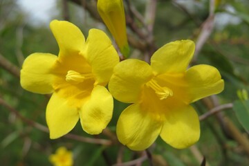 Obraz premium Beautiful Allamanda flowers in Florida zoological garden, closeup