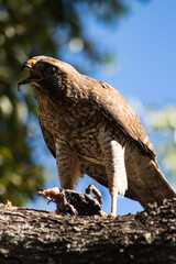Falcon On the Tree