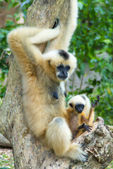 gibbon and baby in forest