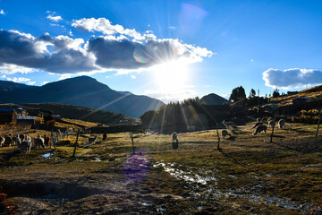 El sol se oculta en el horizonte con alpacas comiendo pasto en el Perú Profundo - Huancavelica 