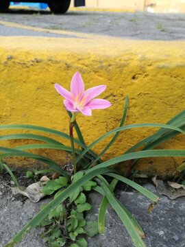 Flor en el concreto