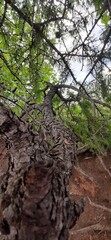 old tree trunk