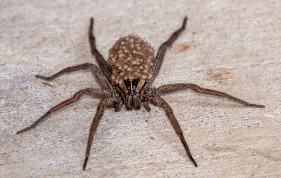 Wolf spider with babies on back with missing leg. 