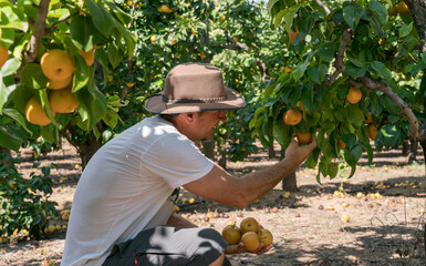 A middle-aged healthy man enjoys harvesting tree-ripe pears at an orchard.  