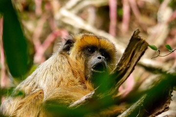 Female of howler caraya monkey on a branch in a forest in Ibera Wetlands