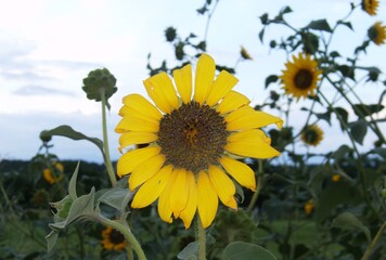 Close up of a sunflower in a field of sunflowers.