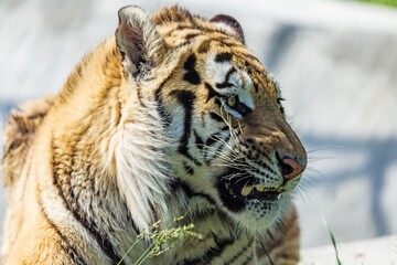Bengal Tiger