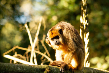 Female of howler caraya monkey on a branch in a forest in Ibera Wetlands