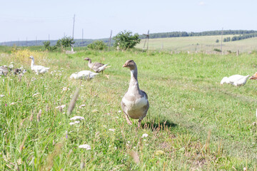 Obraz na płótnie Canvas Gray domesticated geese graze in the meadow. Poultry on a farm in a village