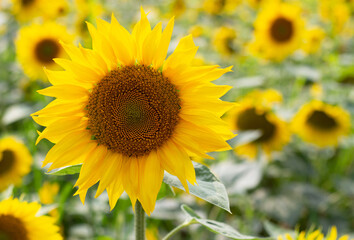 Beautiful sunflower plant on a blurred background, summer natural background