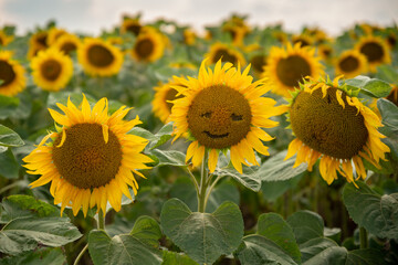 Sunflowers smiling in the light of a hot summer day