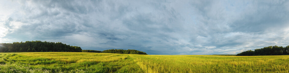 Wide panorama of green field and trees on the edge of field during sunset.Sunny summer panoramic rural landscape.