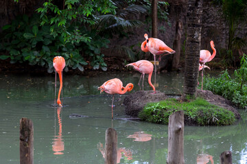 Flamenco Americano (Phoenicopterus ruber)