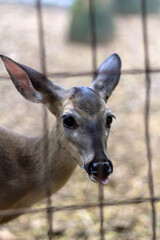 Venado de Cola Blanca (Odocoileus virginianus)