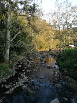 Alamos en Invierno